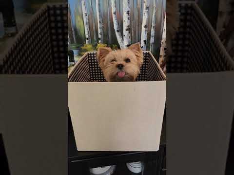 Bitty Smalls, talent agent to the stars, and Stuntman Mike #stuntmanmike #Yorkie #yourstruly