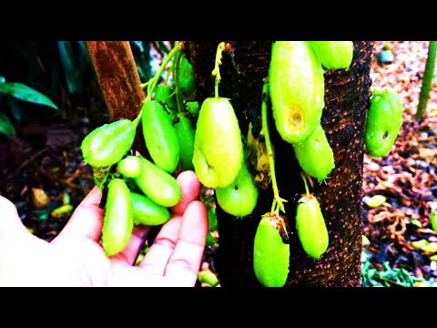 Kort trädgårdstur - Körsbären i vår trädgård (Livet i Bangkoks förorter)