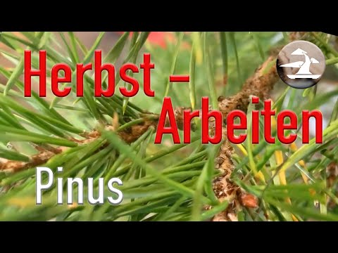 Herbst - Arbeiten an unseren Kiefern! Rückknospung fördern!