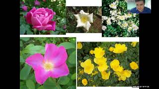 Andrew Barocco: Breeding Roses of the Future
