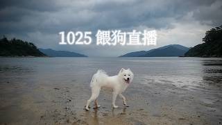 1025週日餵狗狗🐶無得1打6了🍤倒數19天Haylie回港探媽媽✈️