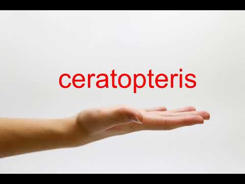 How to Pronounce ceratopteris - American English