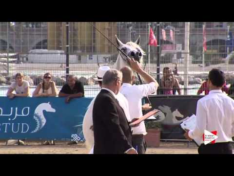 N.59 CAMELIA ALBIDAYER - Menton 2015 - Mares 4 to 7 years old (Class 4)