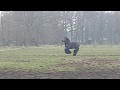 Belgian Draft Horse Call Your Horse Like A Boss D