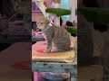 This Gray Tabby Cat Jumps On The Table This Cat Is As Big As A Dog