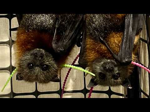 Rolypoly part 2:  huge Grey-Headed Flying-Fox in care.
