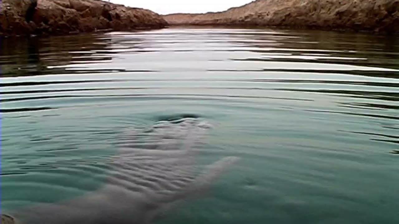 LAND FROMS II - TRAILER