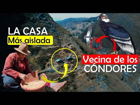 LIVES BETWEEN ABYSS AND MOUNTAINS: The condors are its only neighbors