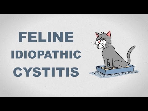 Feline Idiopathic Cystitis - Plain and Simple