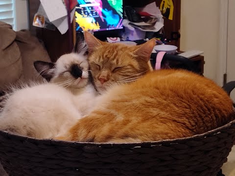 Skyler's grooming time