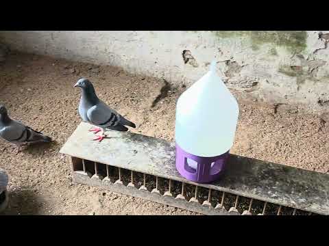 Eugen's Pigeons 02.03.26