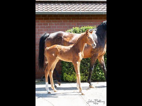 Stutfohlen *Mai 2021 Vitalis - Dimaggio - Landadel - Consul (Trak)
