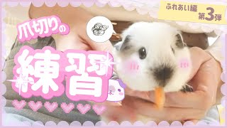 モル飼い初心者🔰爪切り練習《ふれあい編第３弾》