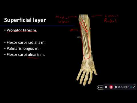 Anterior Compartment of Forearm: Overview of Upper Limb - Dissection Supplement