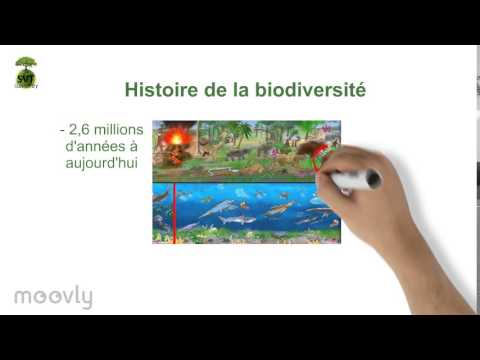 Capsule "Evolution of biodiversity over time"