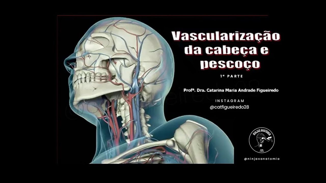 Vascularização cabeça e pescoço - 1ª Parte