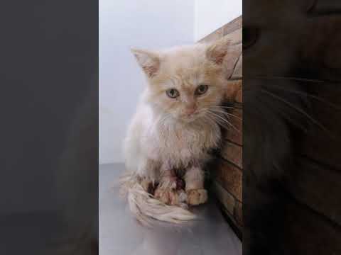How UNO survived Feline Panleukopenia Virus