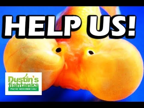 WORST LIFE EVER -Top 5 Aquarium Fish with the most horrible lives Video