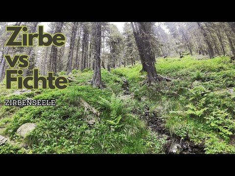 Zirbe vs. Fichte – der unterschätzte Unterschied 🌲✨