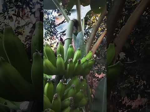 Éu conversando e mostrando a natureza na minha casa Aragarças Goiás 