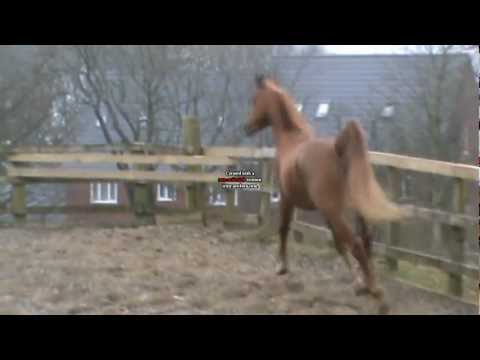 2010 Colt by Aja Justified.avi