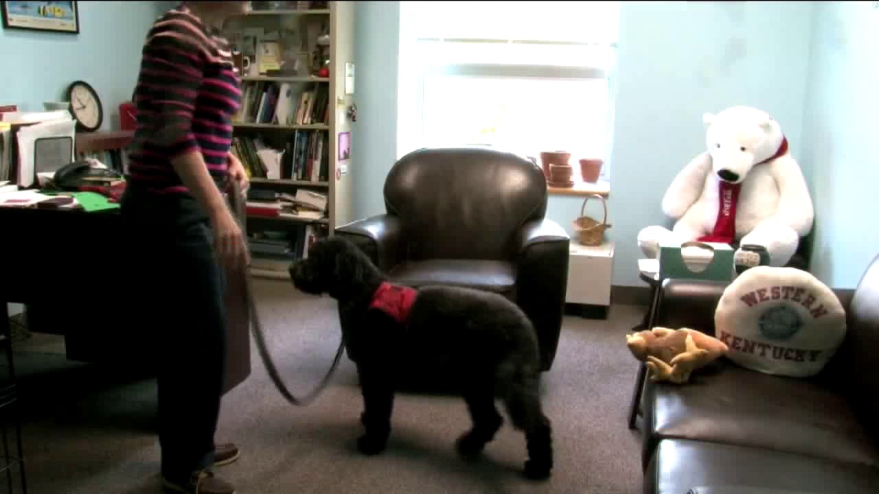 View from the Hill - Star Therapy Dog Video Preview