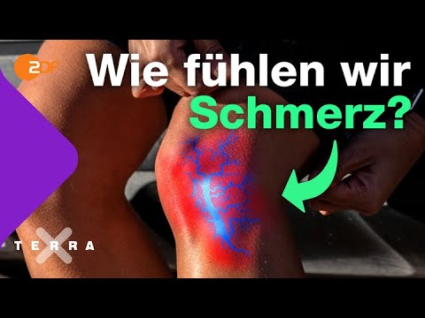 Darum sind Schmerzen gut | Terra X plus