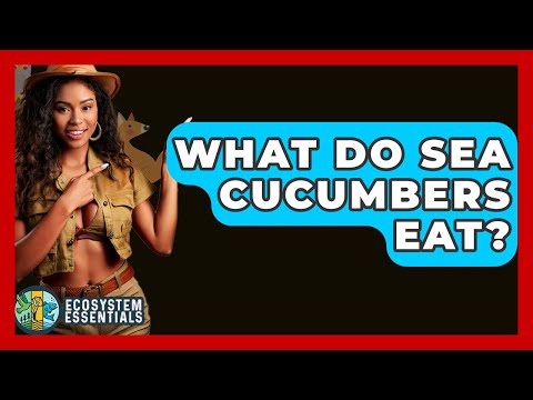 What Do Sea Cucumbers Eat? - Ecosystem Essentials