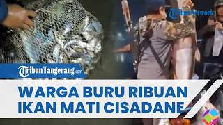 Ribuan Ikan Mati di Sungai Cisadane Diduga Terpapar Limbah Gudang Pestisida, DLH Larang Dikonsumsi