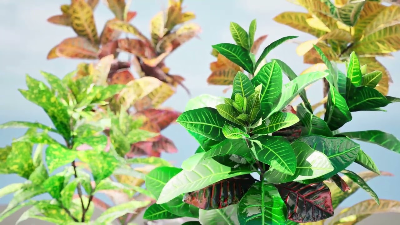 Croton Plant with 4 variation Tutorial 3D Model