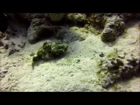 Tauchen in Ägypten bei Eagle Ray Divers Hurghada / Seawolf Divers Mai / Juni 2014