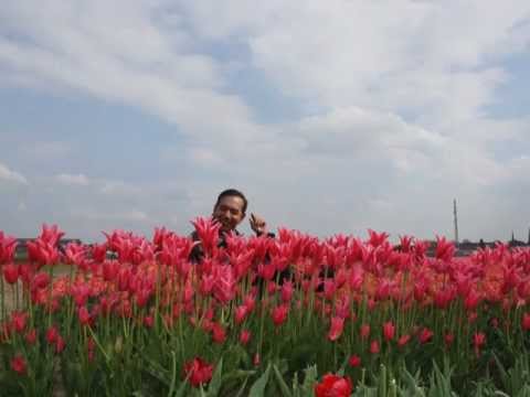 Last Tulips standing- 2 shades of pink N orange - Tulips Magic Mid Spring 07May2012-Netherlands