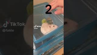 まさかこんなことになるとは…笑 　#ハムスター #ハプニング