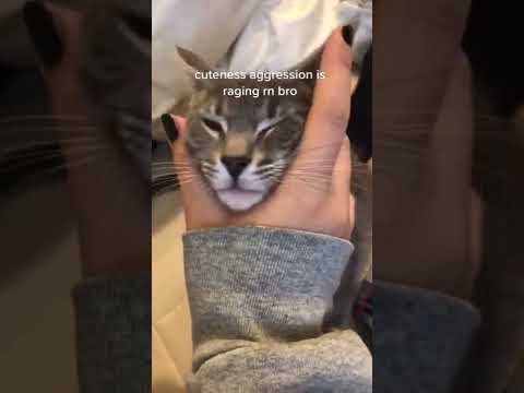 why get therapy when u can squeeze a cat’s face #shorts #cat #kitten