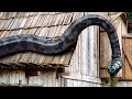 Being Ambushed By A Giant Snake Anaconda 3 Offspring