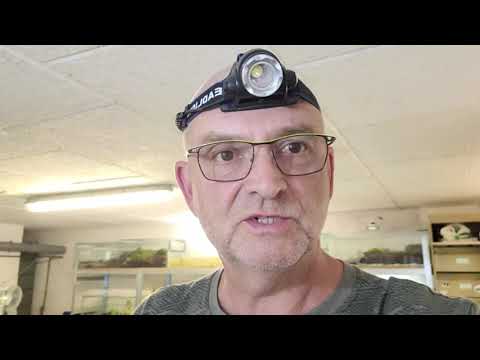 les urodèles, triton, salamandre.