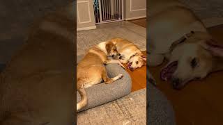 Video preview image #1 Gerberian Shepsky Puppy For Sale in The Woodlands, TX, USA