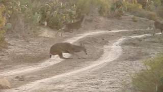 Deer Hunting: 5 Bucks...5 Neck Shots