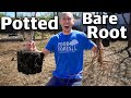 How to Plant a Fruit Tree, POTTED and BARE ROOT!