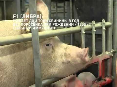 Генетическое свиноводство