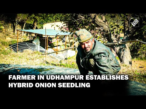 , title : 'J&K: Farmer in Udhampur establishes hybrid onion seedling for the first time'