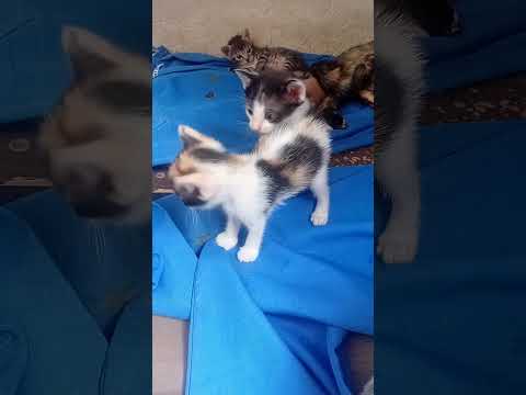 Vídeo de Você escolhe