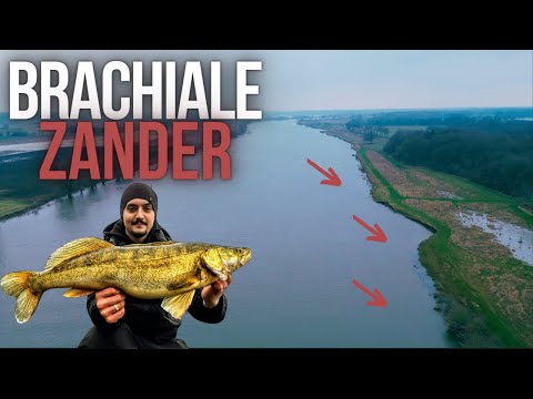 BRACHIALE Zander bei Hochwasser aus der Maas ziehen!
