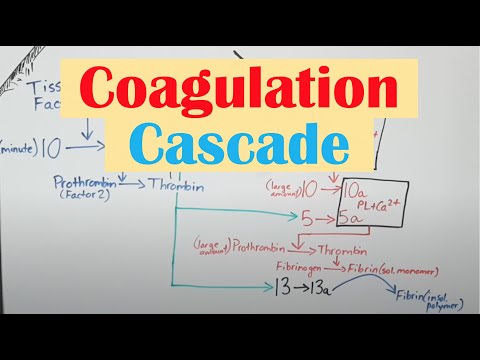 Coagulation (Clotting) Cascade and Secondary Hemostasis