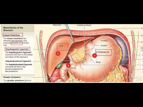 Stomache ligaments