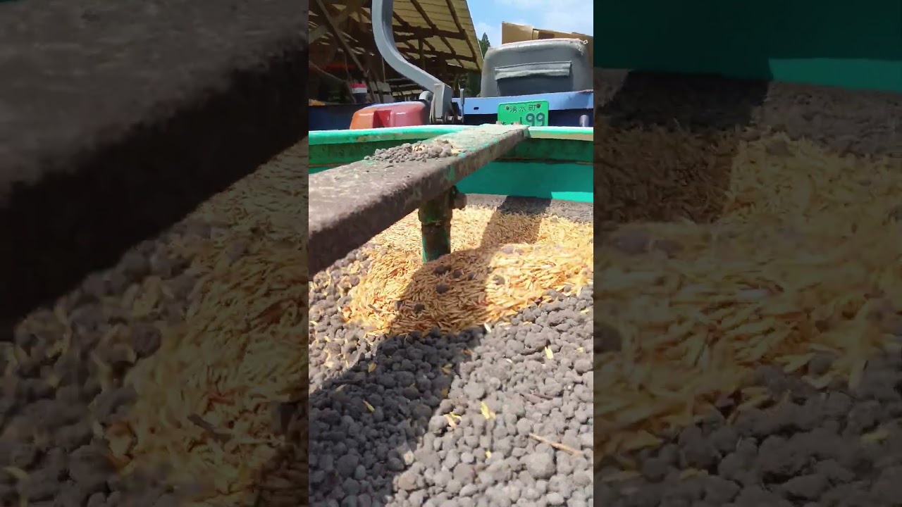 緑肥（エンバク）の種子は発酵鶏糞でボリュームを増して肥料散布機で蒔きます。 #そのやま農園 #楽ちん2ha#土作り