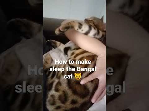 how to make sleep the Bengal cat