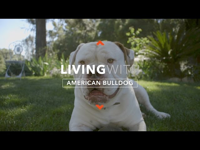 Video de pronunciación de Bulldogs en Inglés