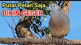 Download lagu Bahkan Volume Rendah Pun Bisa Menarik Perhatian _ LIVE Burung Merpati Lokal Bernyanyi di Alam Liar mp3