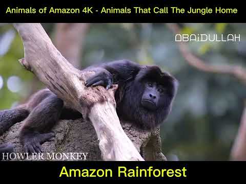 Animals of Amazon 4K - Animals That Call The Jungle Home _ Amazon Rainforest